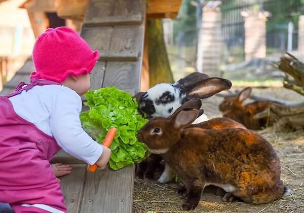 Hasen am Familotel Ulrichshof